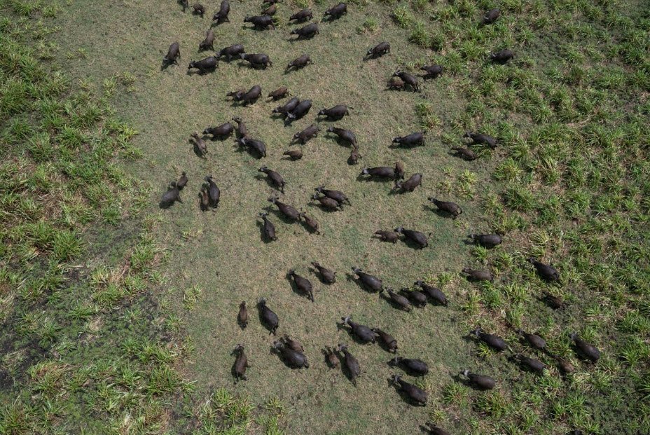 Marromeu Buffalo Reserve, Sofala Province, Mozambique
